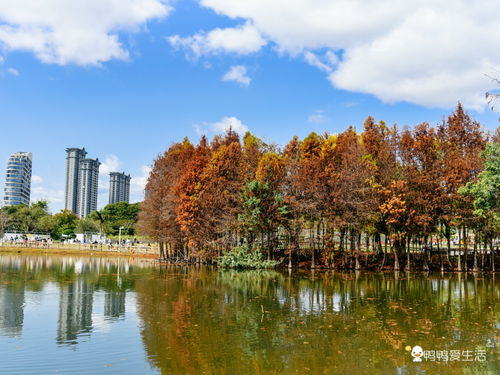 只有10天 错过又要等一年,厦门园博苑春节郁金香花展美不胜收