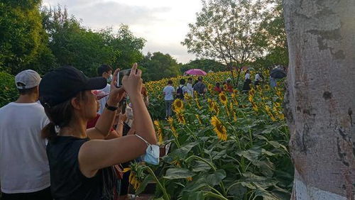 厦门园博苑6000平方米向日葵花海盛放,吸引大量市民前来拍照打卡