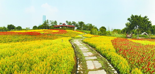 秋日春景 厦门园博苑各色花海竞相绽放
