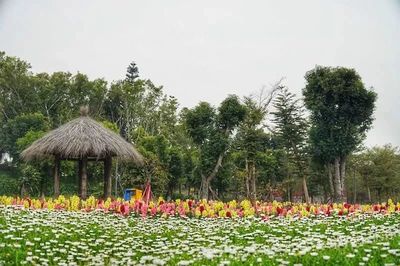 樱花、油菜花、郁金香…厦门周边最全赏花目的地,各色花海美翻你!