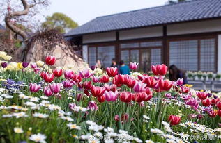 风铃摇曳的梦幻世界——厦门园博苑风铃艺术节惊艳亮相