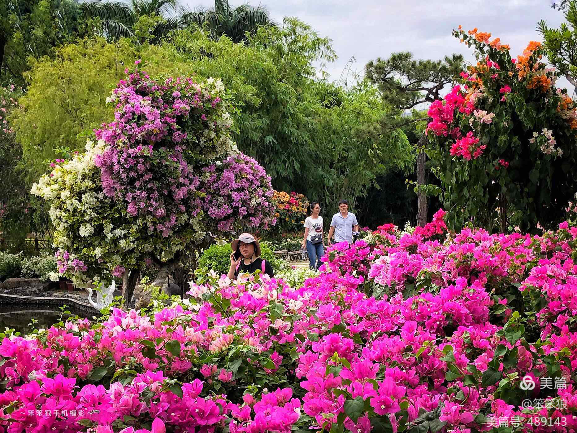 锦绣中华，盛世华诞 —— 厦门园博苑三角梅花海璀璨绽放迎国庆