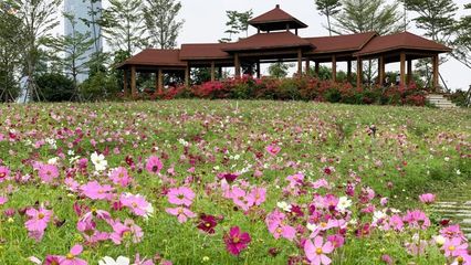 厦门园博苑兰花花开正盛，满园芳香待君来